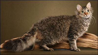 Cute LaPerm - Cat Breed