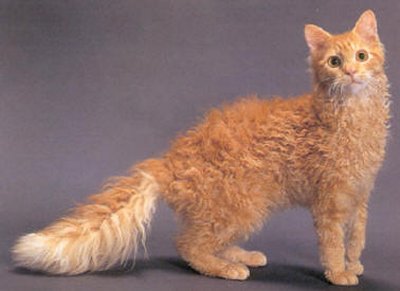 Wallpaper LaPerm - Cat Breed