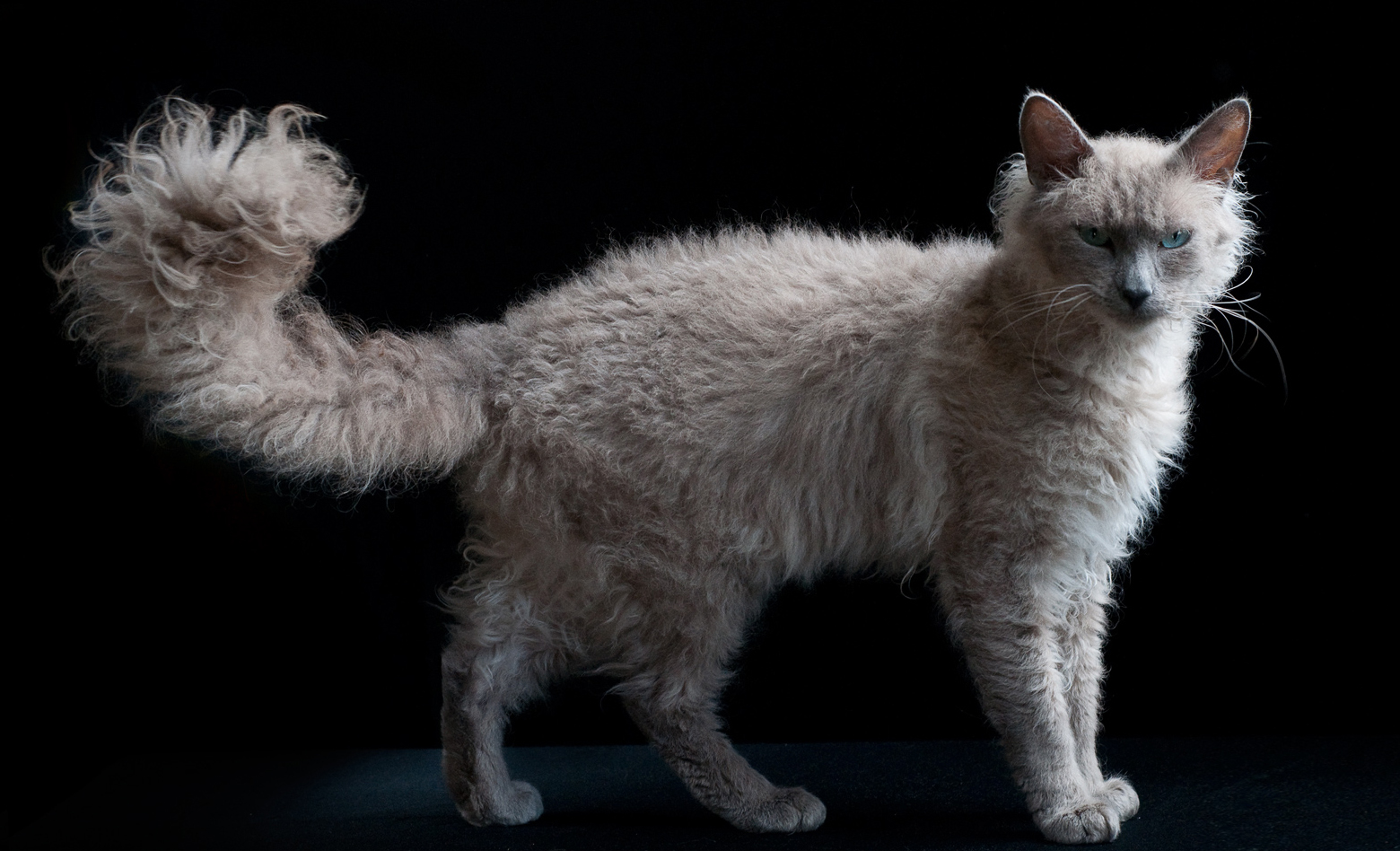 Photo LaPerm - Cat Breed