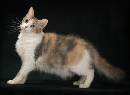 LaPerm - Cat Breed wallpaper