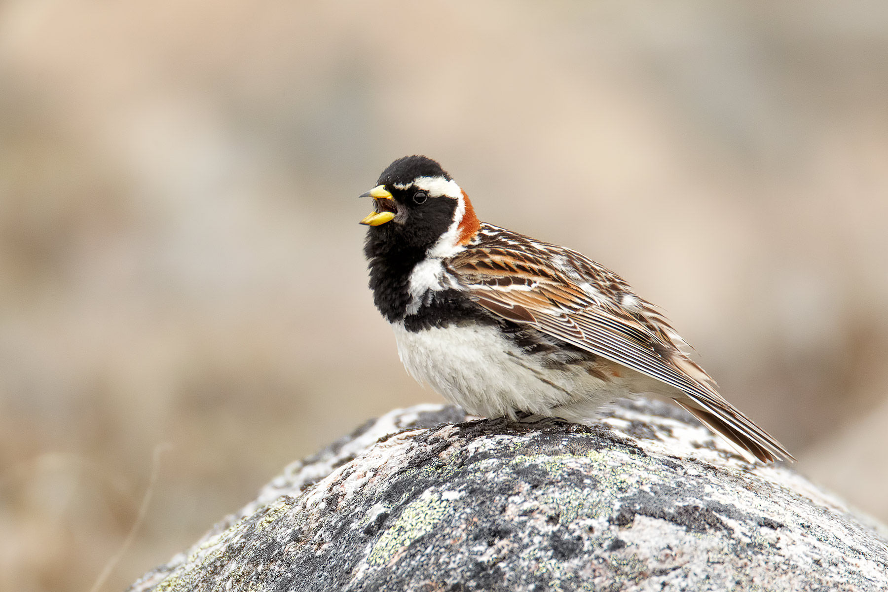 Pretty Lapland longspur
