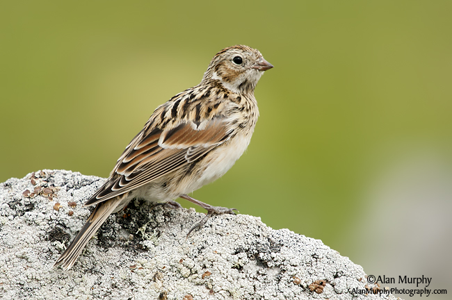 Pretty Lapland longspur