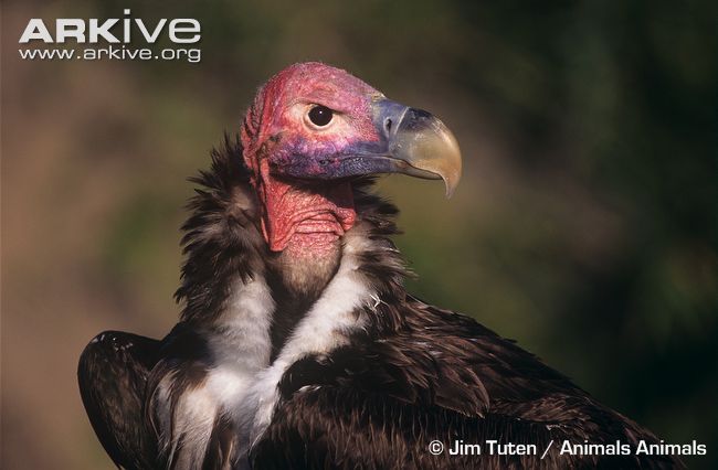 Lappet-faced vulture