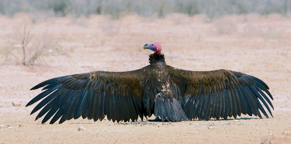 Pretty Lappet-faced vulture