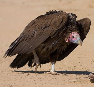 Pretty Lappet-faced vulture