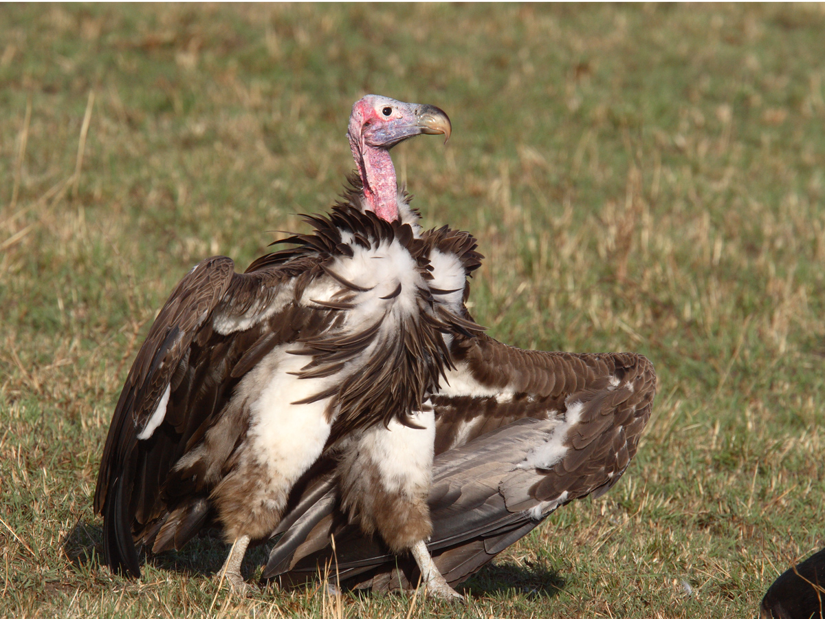 Pretty Lappet-faced vulture
