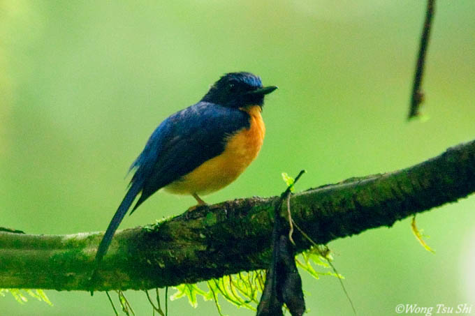 Large-billed blue-flycatcher