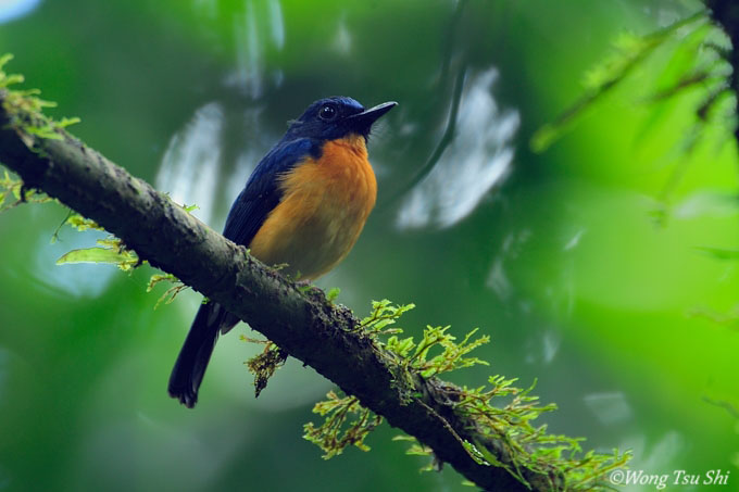 Pretty Large-billed blue-flycatcher