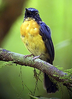 Pretty Large-billed blue-flycatcher
