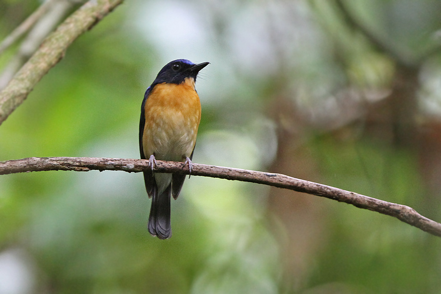 Pretty Large-billed blue-flycatcher