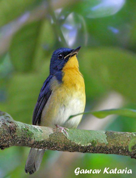 Pretty Large-billed blue-flycatcher