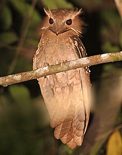 Large frogmouth