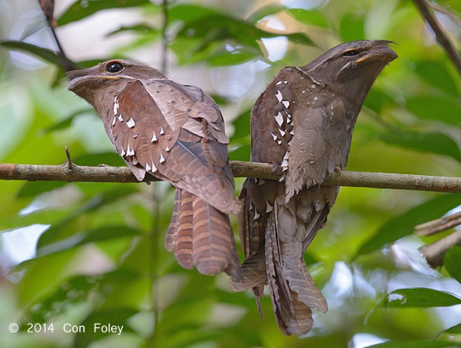 Pretty Large frogmouth