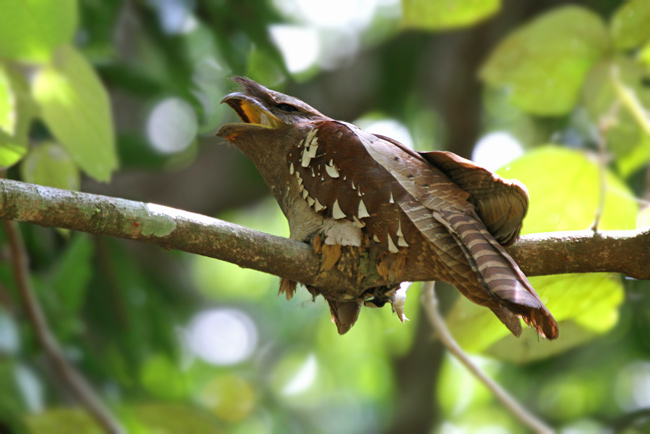 Pretty Large frogmouth