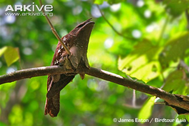 Pretty Large frogmouth