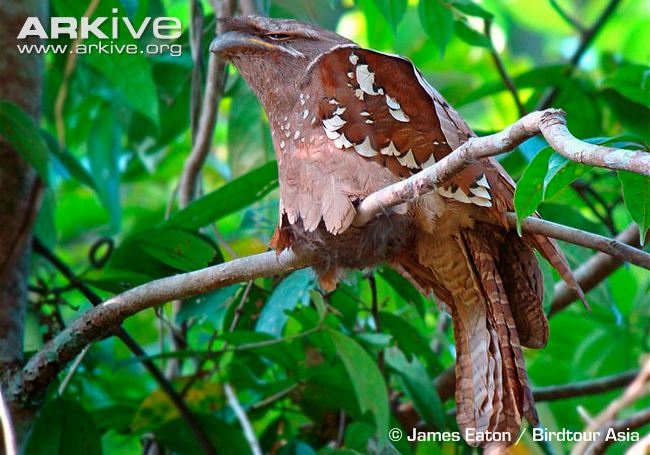 Pretty Large frogmouth