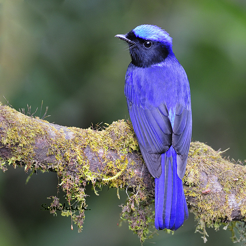 Large niltava
