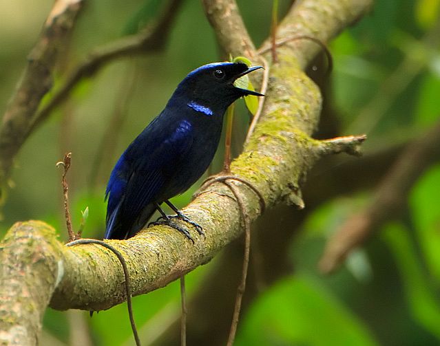 Pretty Large niltava