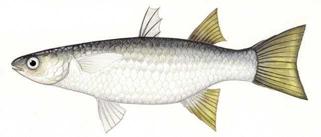 Pretty Large-scale mullet