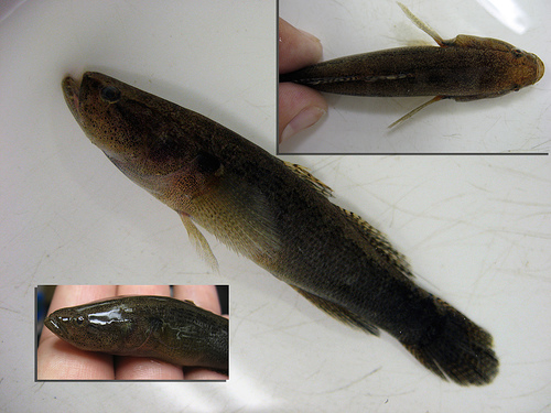 Large-scale spinycheek sleeper