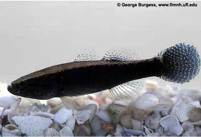 Pretty Large-scale spinycheek sleeper