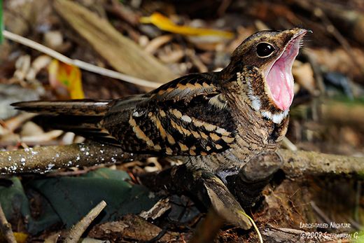 Large-tailed nightjar
