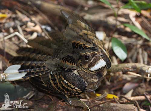 Pretty Large-tailed nightjar