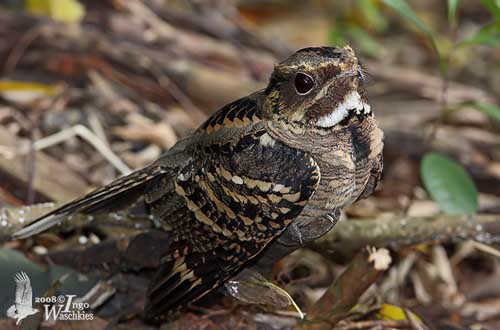 Pretty Large-tailed nightjar