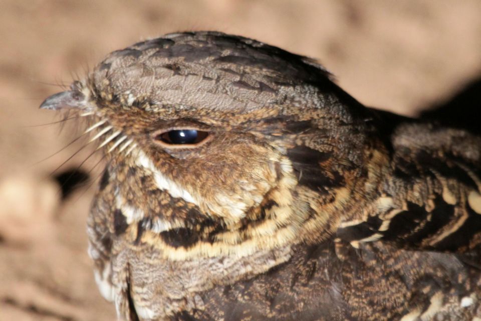 Pretty Large-tailed nightjar
