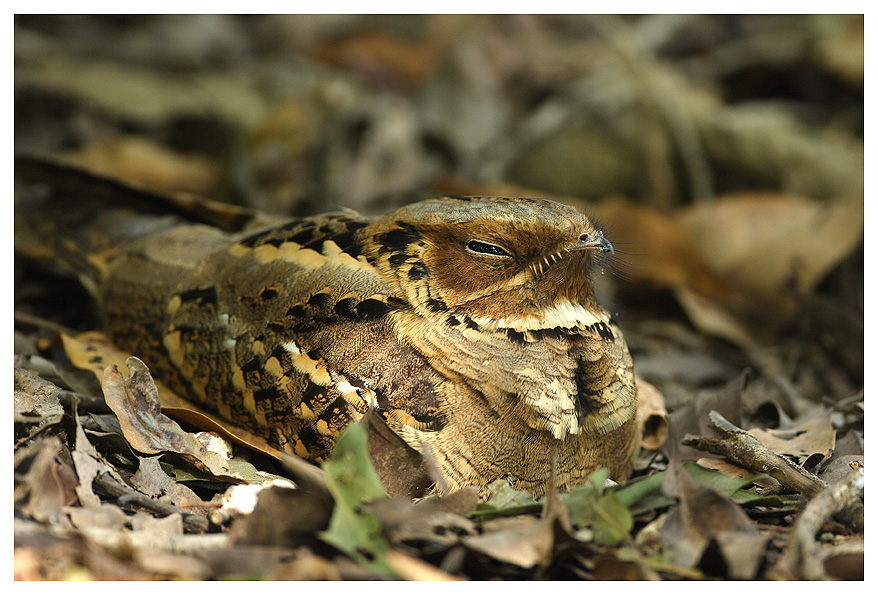 Pretty Large-tailed nightjar