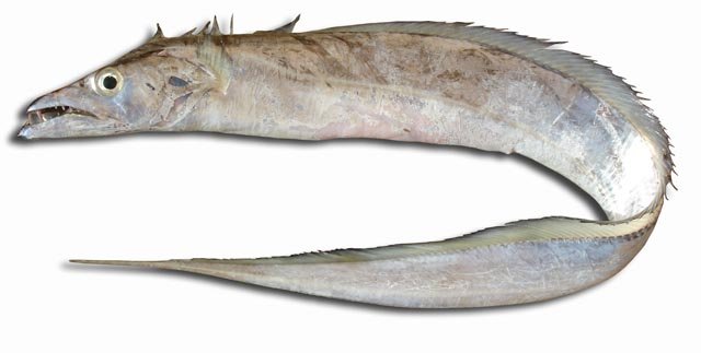 Pretty Largehead hairtail