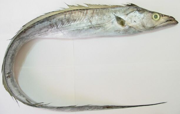 Pretty Largehead hairtail
