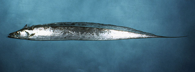 Pretty Largehead hairtail
