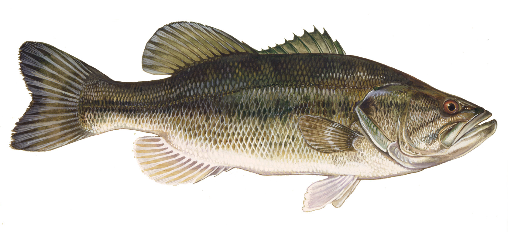 Largemouth bass