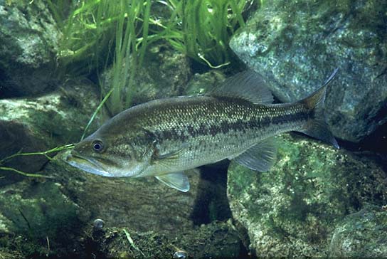 Pretty Largemouth bass