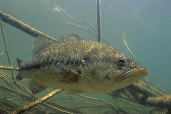 Pretty Largemouth bass