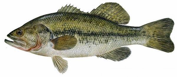Pretty Largemouth bass