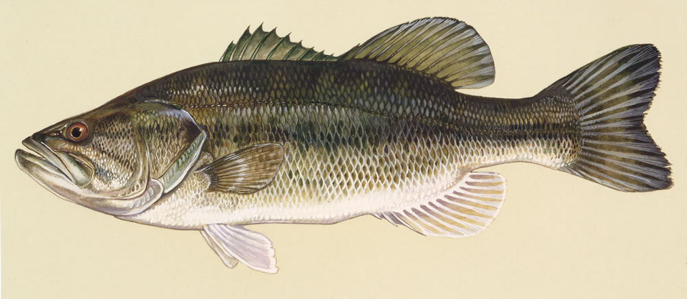 Pretty Largemouth bass