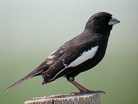 Lark bunting