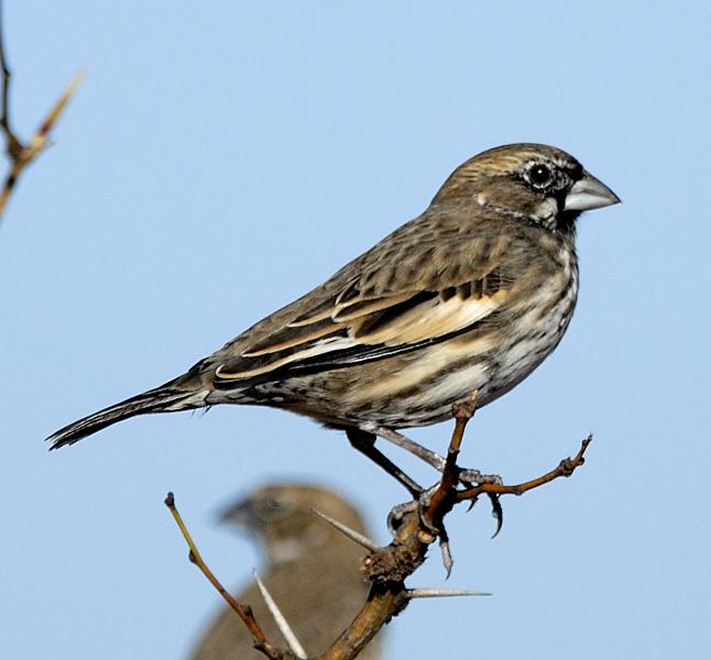 Pretty Lark bunting