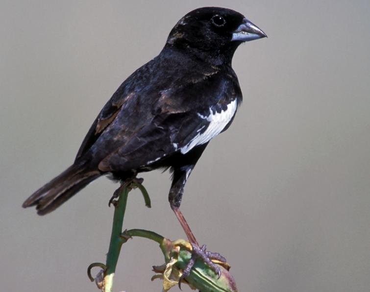 Pretty Lark bunting