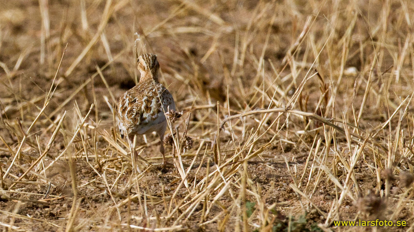 Lark buttonquail