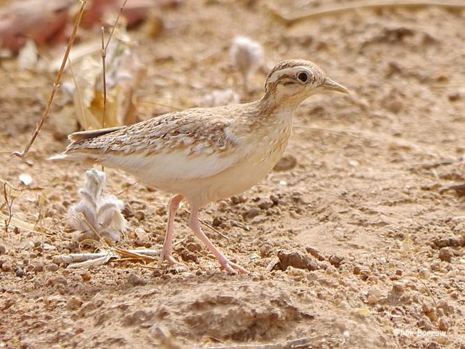 Pretty Lark buttonquail