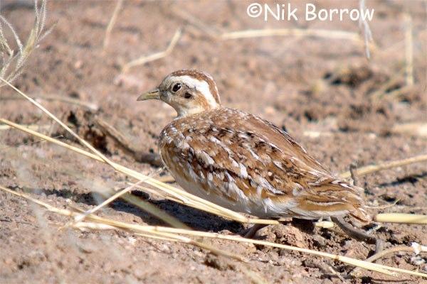 Pretty Lark buttonquail