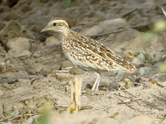 Pretty Lark buttonquail