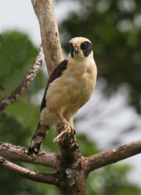 Laughing falcon