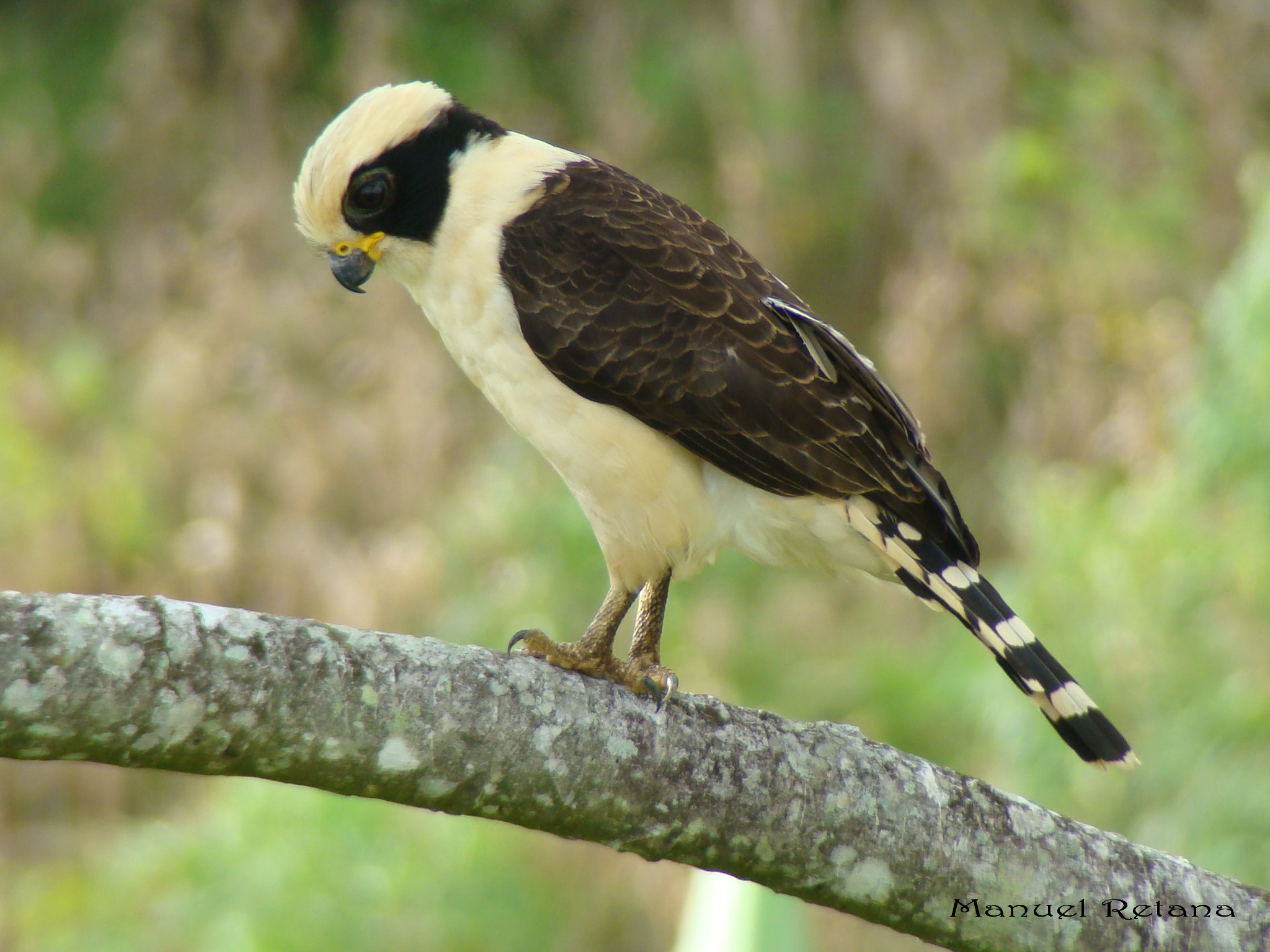 Pretty Laughing falcon