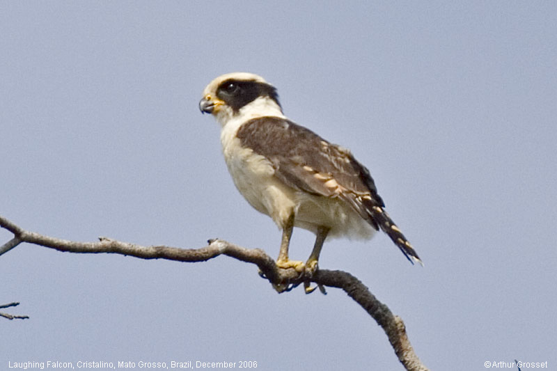 Pretty Laughing falcon