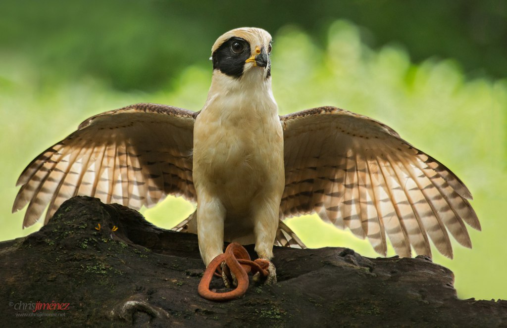 Pretty Laughing falcon