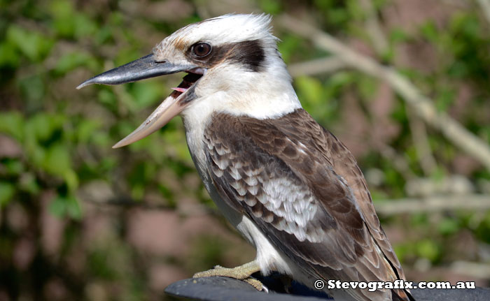 Laughing kookaburra